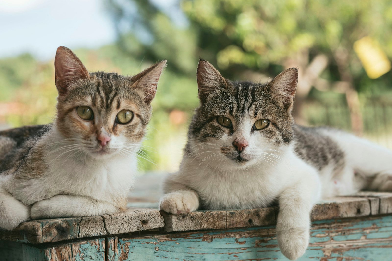 Dos gatitos esperando un hogar juntos