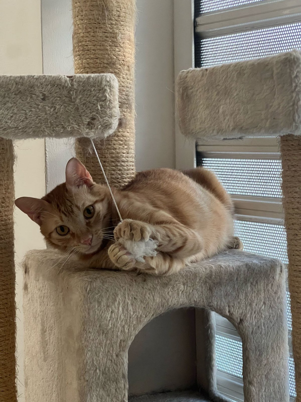 Gato jugando en su rascador