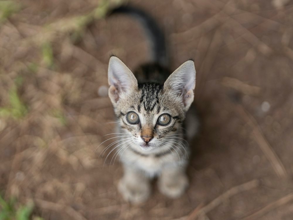 Gatito atigrado mirando hacia arriba