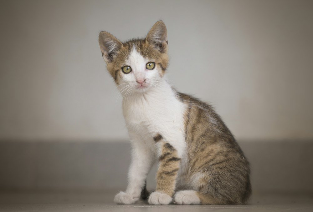 Gatito blanco y atigrado sentado