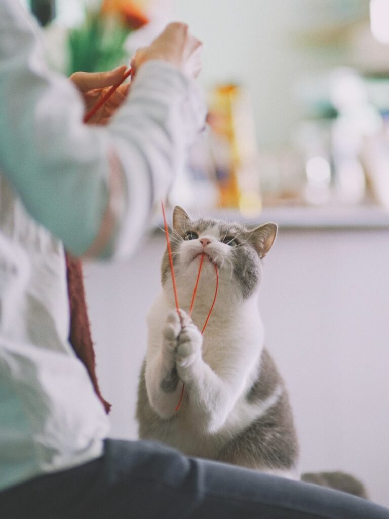 Gato jugando con una cuerda
