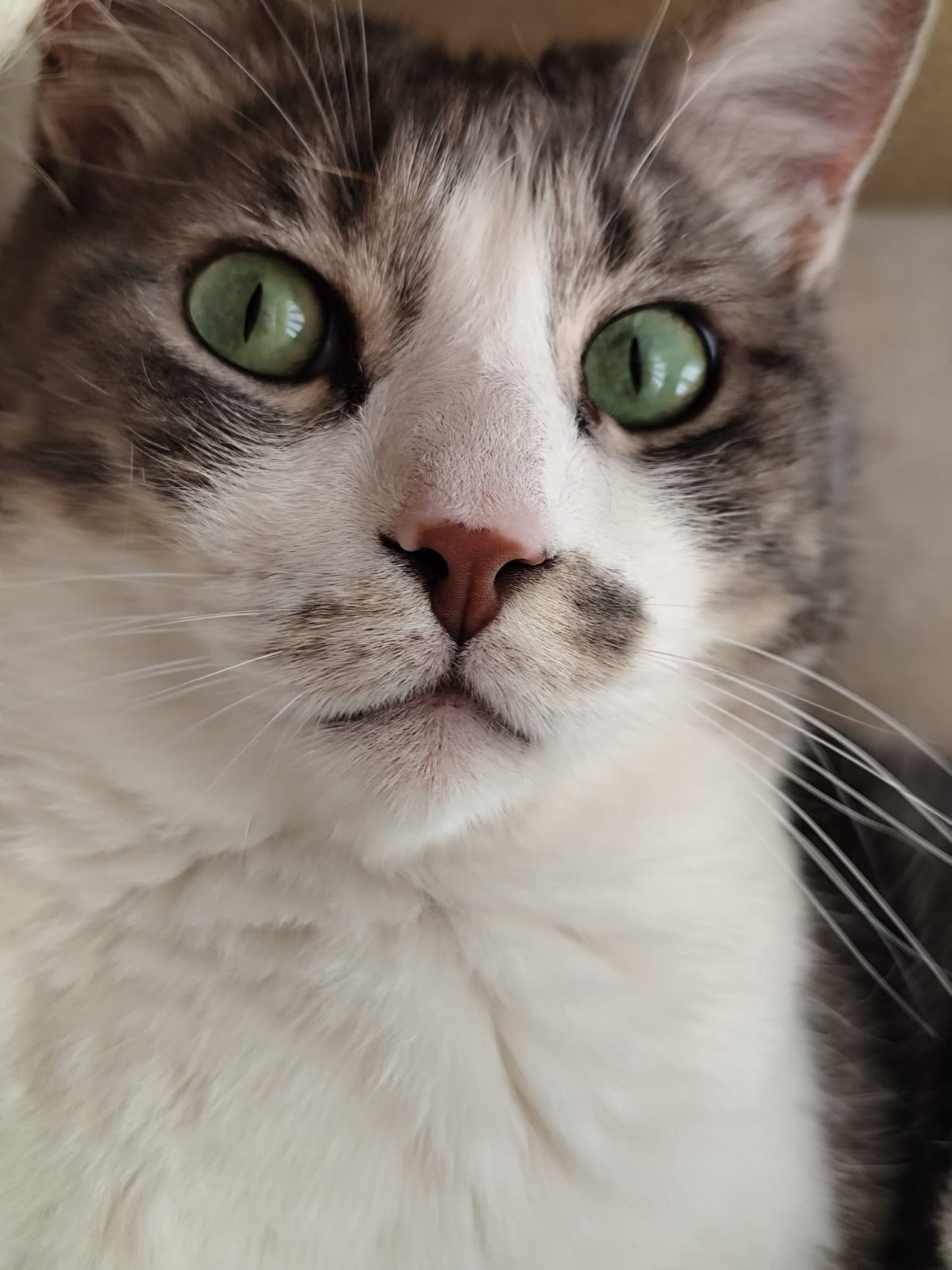 Gato con ojos verdes