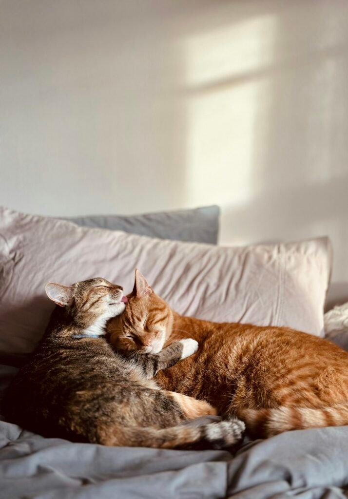 Dos gatos adultos, uno atigrado y otro naranja, durmiendo abrazados en una cama