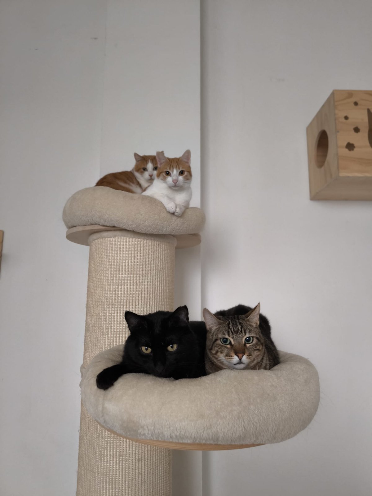 Gatos esperando un hogar