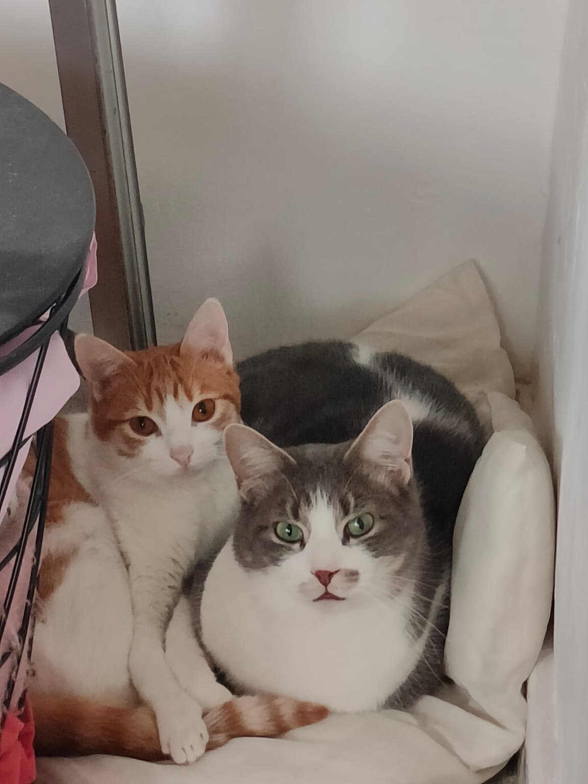 Dos gatos acurrucados juntos