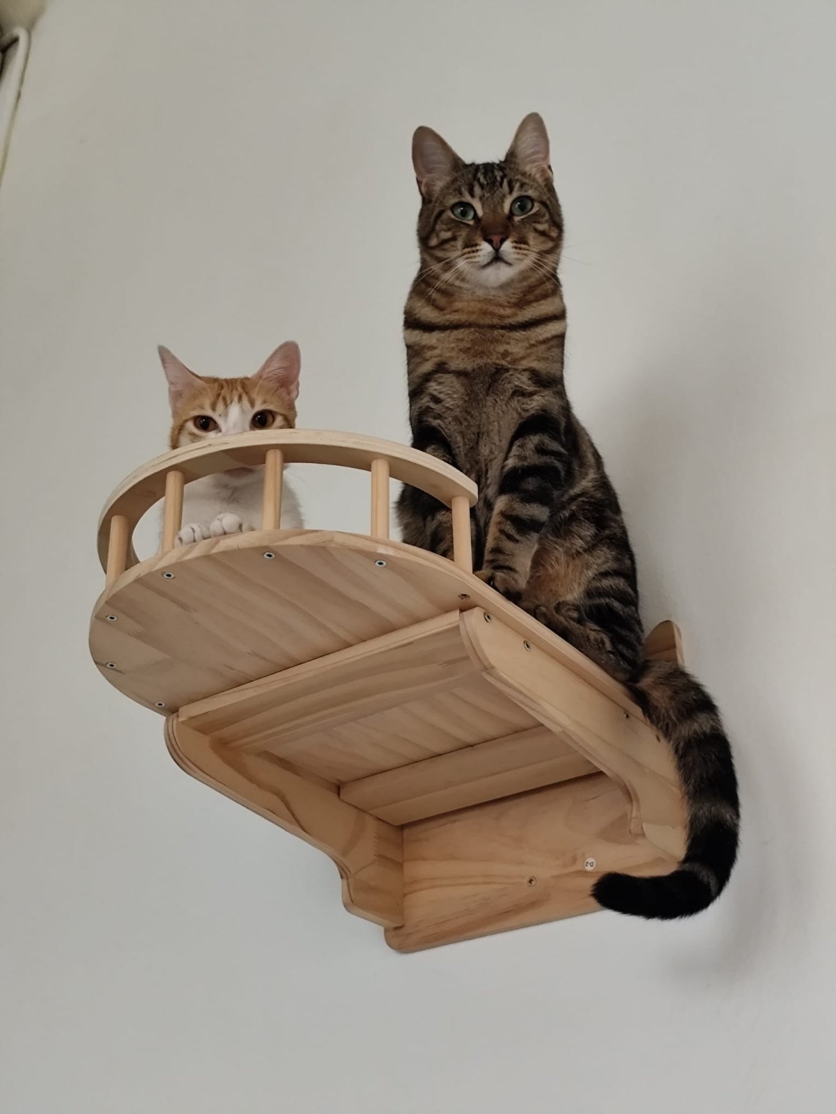 Dos gatos en una repisa